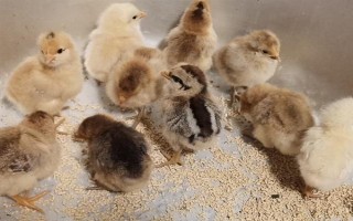 小鸡出壳多久能喂食，出壳24小时左右可以喂