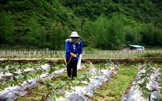 茄子病害及防治方法，常见的病害有猝倒病、褐纹病等