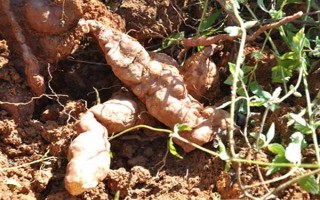 种植何首乌的前景怎么样,目前来看前景可观