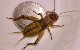 蟋蟀吃什么，吃青菜叶、栗子果肉等各种杂食