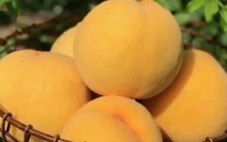 好吃的桃子品种有哪些，鹰嘴桃、砀山黄桃、水蜜桃、黄金油桃等品种的口感比较好