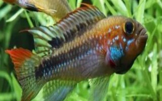 两点短鲷好不好养，饲养难度非常小