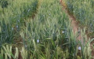 吉春28小麦种子特点，防治散黑穗病和地下害虫