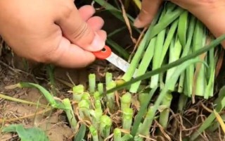 韭菜的移栽注意事项,起苗移栽前3天要浇1次小水