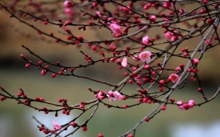 梅花的花期有多长，通常持续一个月左右
