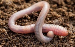 钓黑鱼用假饵好还是真饵好,新手建议尽量用真饵