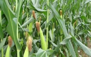 恒玉78玉米品种的特性,适宜播期4月下旬至5月上旬