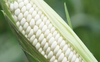 熙研2号玉米种子特点,辽宁省春播生育期127天