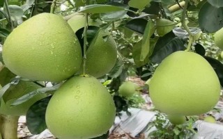 十二月份吃哪些水果，常见的有梨、柑橘、苹果等