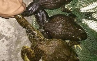 田鸡又叫什么，学名虎纹蛙