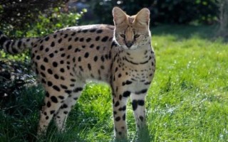 猫科动物有哪些种类,可分为猎豹亚科、豹亚科、猫亚科