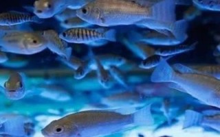 亲亲鱼的产地，主产于泰国、中东地区、西双版纳等地方