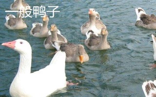 麻鸭和一般鸭子的区别，外观特征不同