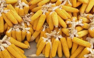 GH7788玉米种子简介,适宜在肥力中上等的地块种植