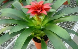 水塔花有什么寓意,象征鸿运当头、福星高照、完美无缺