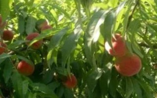 红冠桃的产地,目前主产于山东省辉渠镇
