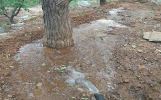 对果树使用未腐熟的有机肥有何害处,容易灼伤根系引发虫害