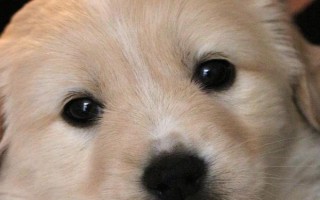 狗摇尾巴代表什么，表示激动、兴奋、害怕等情绪