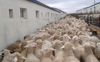 山羊夏季养殖方法，下雨天一般不放牧