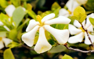 什么品种的栀子花好养,黄栀子花是最好养的