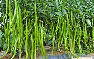 杭椒与线椒有什么区别,外观、口感、食用方法均不同