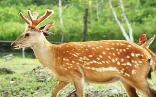 梅花鹿是不是保护动物，属于我国一级保护动物