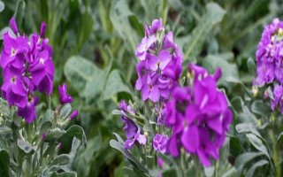 紫罗兰能用叶片繁殖吗，可以叶插