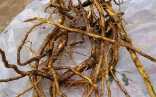 黄芩种子的播种方法，播种前种子先用温水浸泡5-6小时