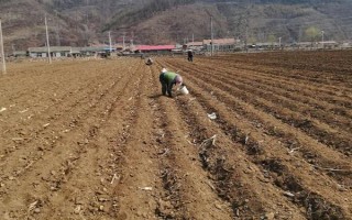 马铃薯膜下播种要点,播种深浅与覆土厚度均要保持一致