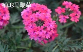 马鞭草有什么种类,分为柳叶马鞭草、柠檬马鞭草等品种