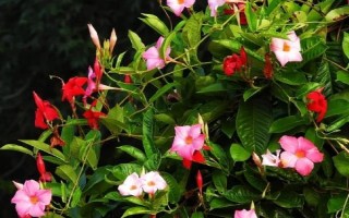 双腺藤如何养殖，春秋季可每隔2天浇一次水