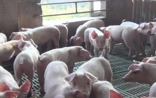 小猪断奶后应该如何喂养，断奶后1周内需控制喂食量
