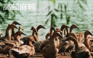 麻鸭和一般鸭子的区别，外观特征不同