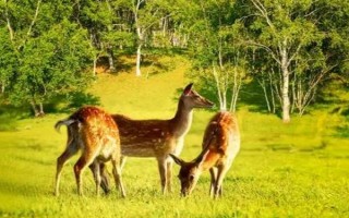 梅花鹿是不是保护动物，属于我国一级保护动物