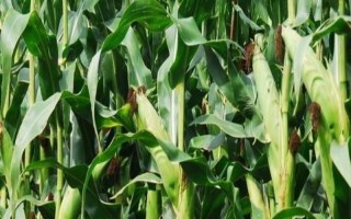 乾玉118玉米种子特点，该品种幼苗期第一叶鞘紫色