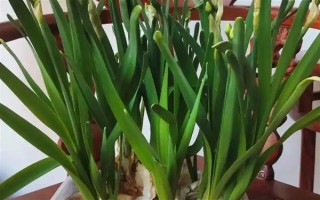 水仙花一直长高不开花的原因，可能是缺少光照或养分不足所致