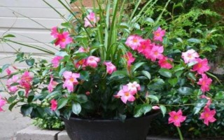 双腺藤如何养殖，春秋季可每隔2天浇一次水