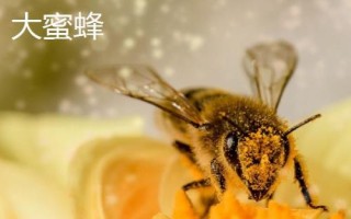 蜜蜂的种类，全世界一共有9种