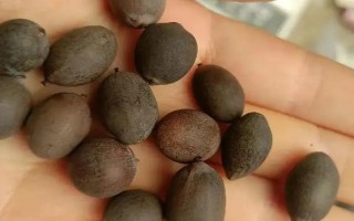 怎么种碗莲种子，播种前需将种子外壳磨破