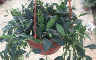 柳叶吊兰如何养护，喜欢生长在光照充足的环境中