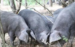 苏太母猪配什么公猪好,可选长白公猪、杜洛克猪、约克夏猪等