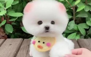 茶杯犬可以长多大，体重一般在4磅以下