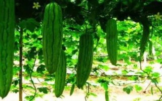 苦瓜高产要如何养根，需深翻土壤、增施有机肥料