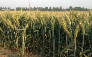 金来36小麦种子特点,适宜播期10月1~15日