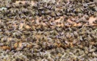 最简单的中蜂分蜂方法,王台分蜂最有效