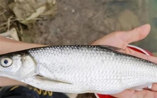 钓白条鱼用什么饵料，可选择自然饵或商品饵