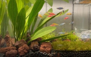 为什么斑马鱼一条接一条死了，可能是水质不佳或温度不合适所致