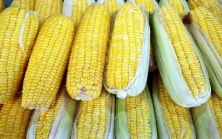 良玉618号玉米种子特征特性,中抗茎基腐病(1-5级)
