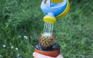 仙人球的浇水间隔，夏季每隔1-2周浇一次