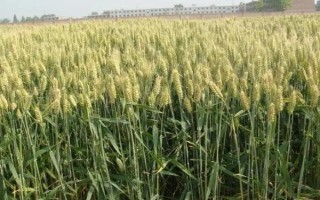 高原412小麦种子特点，播种深度3-4厘米